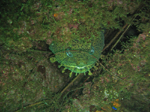 
   


 Cheshire Toadfish  Taken in Pensacola FL.
  ... by Greg Bleakley 